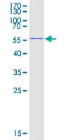 Human UBE3B Protein (Recombinant GST, N-terminus)