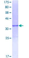 Human APOC2 / Apolipoprotein C II (Recombinant GST)