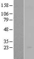 Human IL23A / IL-23 p19 Protein (Over-Expression Lysate Myc-DDK (Flag))