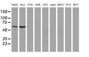 SNX8 Antibody (clone OTI1E5)