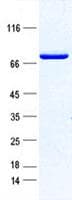 Human MSN / Moesin Protein (Recombinant DDK,C-terminus)