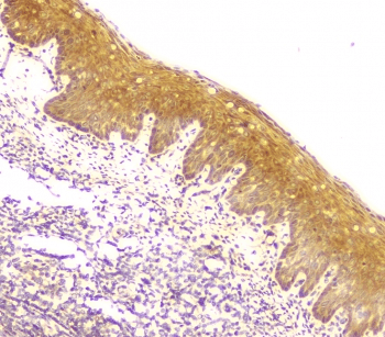 Polyclonal Rabbit anti-Human MCUR1 / CCDC90A Antibody (IHC, WB)