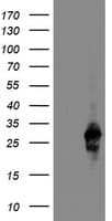 RGS16 Antibody (clone OTI2C9, Carrier-free)