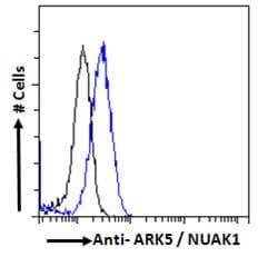 Polyclonal Goat anti-Human NUAK1 / ARK5 Antibody (aa654-668, IF)