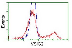 VSIG2 Antibody (clone OTI1H2)