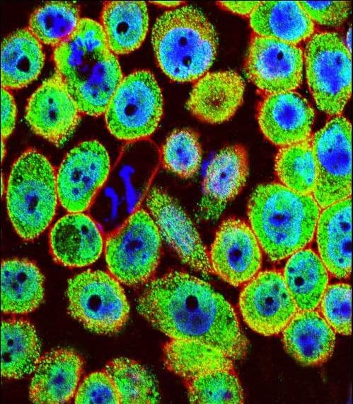 Polyclonal Rabbit anti-Human HN1 / ARM2 Antibody (aa58-86, IF, WB)