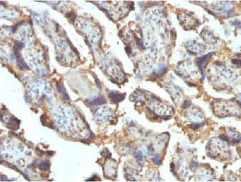 LGALS13 / Galectin 13 Antibody (clone PP13/1162)