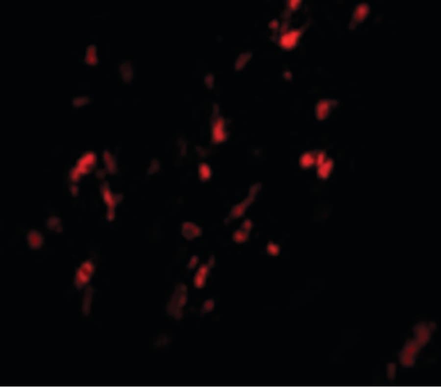 IHC-plus™ BCAS1 / NABC1 Antibody