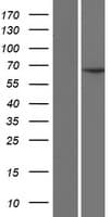CFAP45 / CCDC19 Protein (Over-Expression Lysate Myc-DDK (Flag))