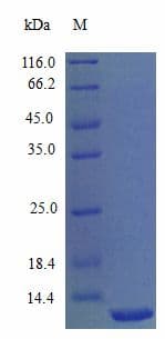 Mouse CXCL11 Protein (Recombinant)
