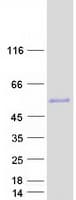 Human ESRRG / ERR Gamma Protein (Recombinant Myc-DDK (Flag))