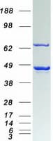 Human CDC37 Protein (Recombinant Myc-DDK (Flag))