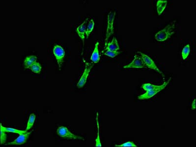 Polyclonal Rabbit anti-Human BCL2A1 Antibody (IHC, IF)