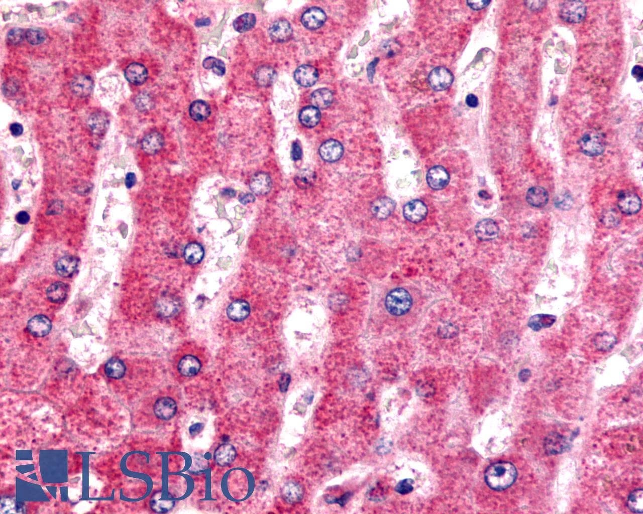 PathPlus™ ADGRG6 / GPR126 Antibody (C-Terminus)