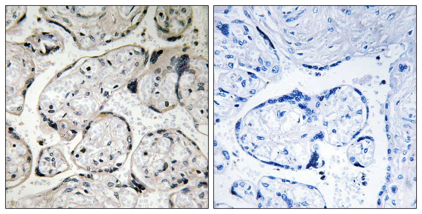 CYB5R3 / B5R Antibody (aa137-186)