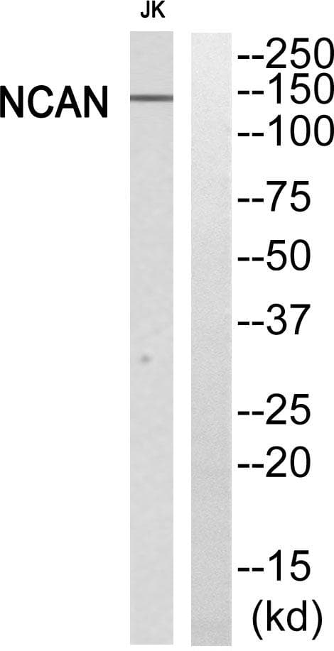 NCAN / Neurocan Antibody