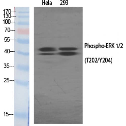 ERK1 + ERK2 Antibody (140-220 aa)