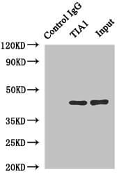 TIA-1 Antibody (aa1-193)