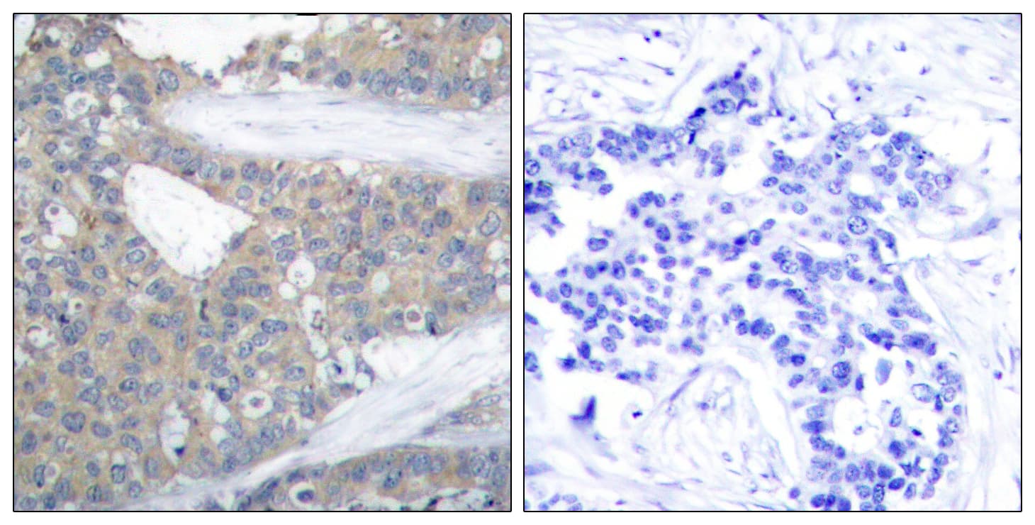 PXN / Paxillin Antibody (aa15-64)