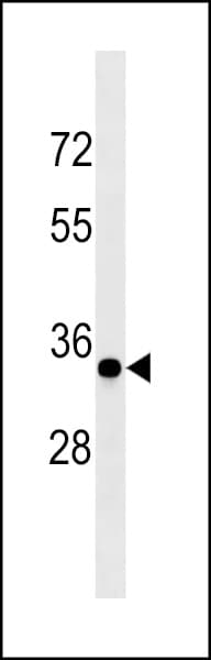 PathPlus™ CCND3 / Cyclin D3 Antibody (aa252-281)