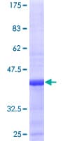 Human L35A / RPL35A Protein (Recombinant GST)