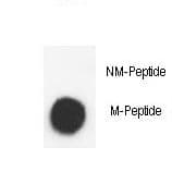 IHC-plus™ Histone H3 Antibody (Methyl-Lys9)