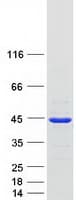 Human ATP6V1C1 Protein (Recombinant Myc-DDK (Flag))