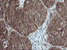 MSI2 Antibody (clone OTI2F10)