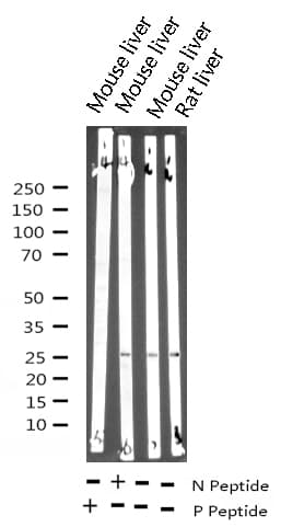 HSPB1 / HSP27 Antibody (phospho-Ser82)