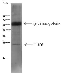 IL36A Antibody (Preservative Free)