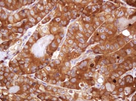 VBP1 Antibody (clone OTI1H5, Carrier-free)