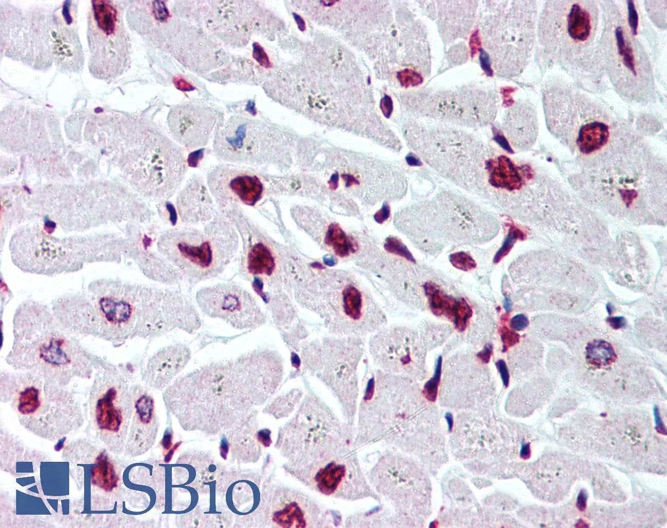 IHC-plus™ Histone H2B Antibody (aa111-125)
