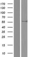 CEP63 Protein (Over-Expression Lysate Myc-DDK (Flag))