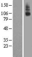 RXFP2 / LGR8 Protein (Over-Expression Lysate Myc-DDK (Flag))