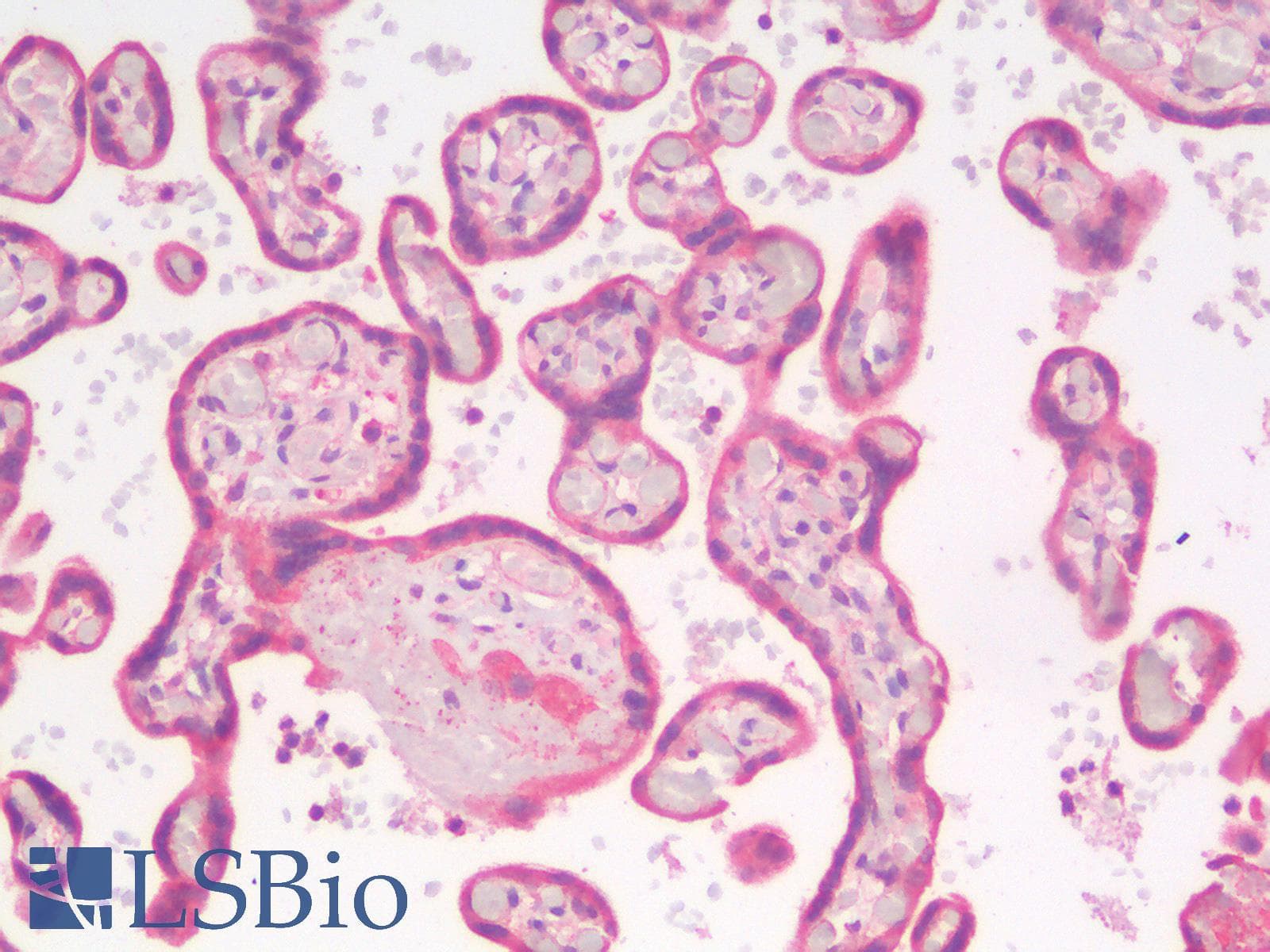 IHC-plus™ KRT8 / CK8 / Cytokeratin 8 Antibody