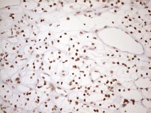 UTP11L Antibody (clone OTI5F3, Carrier-free)