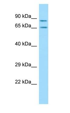Polyclonal Rabbit anti-Rat SH3KBP1 / CIN85 Antibody (aa494-543, WB)