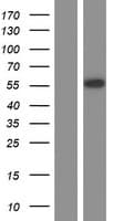 POU2F2 / OCT2 Protein (Over-Expression Lysate Myc-DDK (Flag))