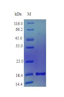 Human MANF / ARMET Protein (Recombinant)