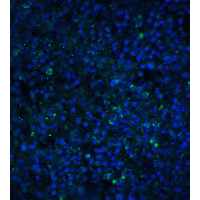 IHC-plus™ TIMD4 / TIM4 / TIM-4 Antibody