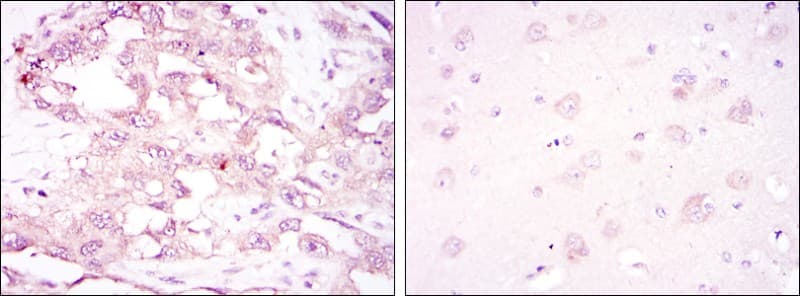 PRKAA1 / AMPK Alpha 1 Antibody (clone 2B7)