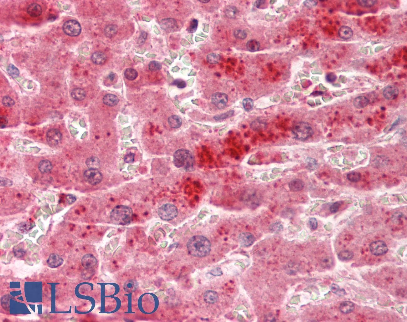 TSPAN4 Antibody (aa107-156, HRP)