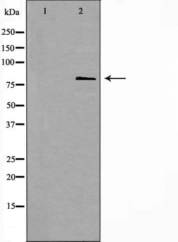 Polyclonal Rabbit anti-Human ANAPC5 / APC5 Antibody (IF, WB)