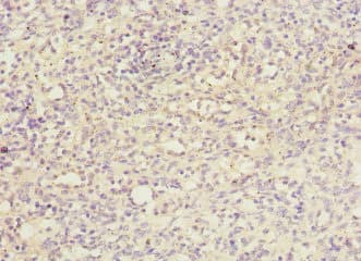 ARTS Antibody