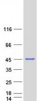Human RTN4IP1 / NIMP Protein (Recombinant Myc-DDK (Flag))