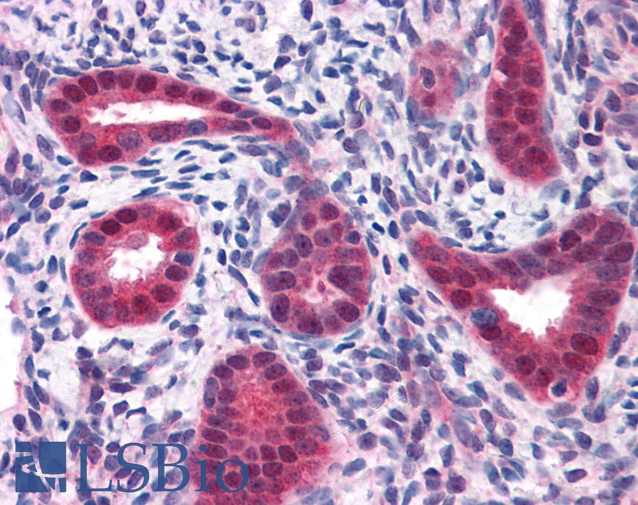 IHC-plus™ BUB1B / BubR1 Antibody