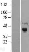 Human RNF34 Protein (Over-Expression Lysate Myc-DDK (Flag))