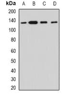 MYO1C Antibody