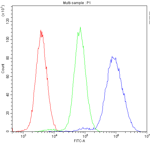 NFIA / Nuclear Factor 1 Antibody