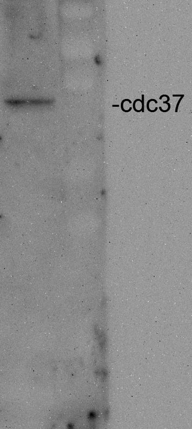 CDC37 Antibody (RPE)
